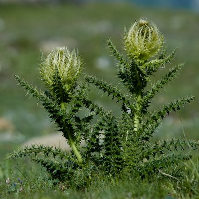 Cirsium spinosissimum (L.) Scop., © 2022, Hugh Knott – Zermatt