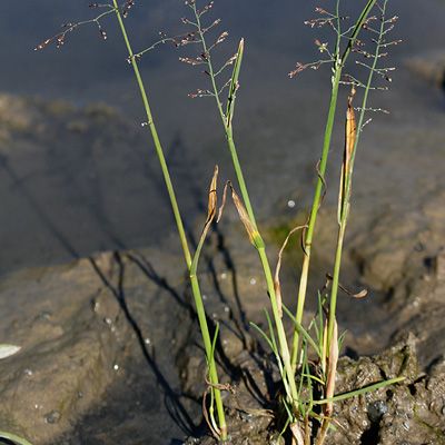 Catabrosa aquatica (L.) P. Beauv., © 2014, Andreas Gygax