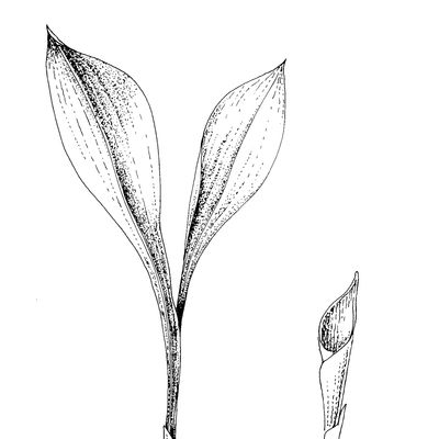 Convallaria majalis L., 7 January 2021, © 2022, Stefan Eggenberg – Flora Helvetica – Haupt Verlag