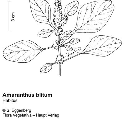 Amaranthus blitum L., © 2022, Stefan Eggenberg – Flora Vegetativa © Haupt Verlag