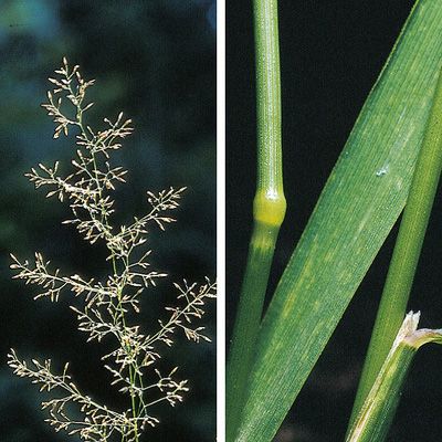 Agrostis capillaris L., © 2022, Konrad Lauber – Flora Helvetica – Haupt Verlag