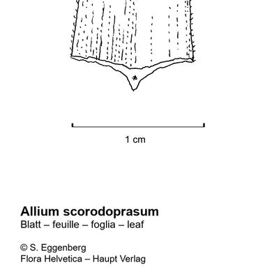 Allium scorodoprasum L., 7 January 2021, © 2022, Stefan Eggenberg – Flora Vegetativa - Haupt Verlag