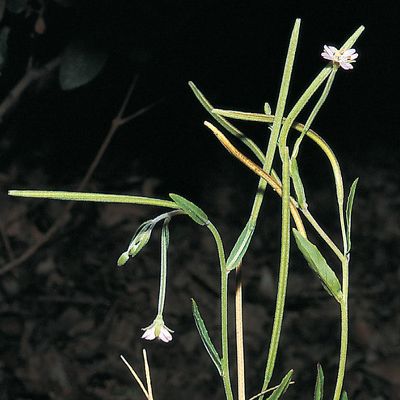 Epilobium tetragonum subsp. lamyi (F. W. Schultz) Nyman, © 2022, Konrad Lauber – Flora Helvetica – Haupt Verlag