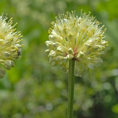 Allium victorialis L., © 2007, Beat Bäumler – Mauvoisin (VS)