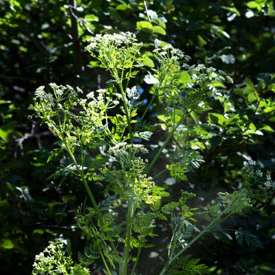 Conium maculatum L., 7 June 2017, © Copyright 2017 Françoise Alsaker – Apiaceae