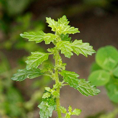 Chenopodium pumilio R. Br., © 2014, Andreas Gygax – Bern