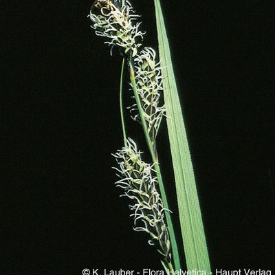 Carex hartmanii Cajander, © 2022, Konrad Lauber – Flora Helvetica – Haupt Verlag