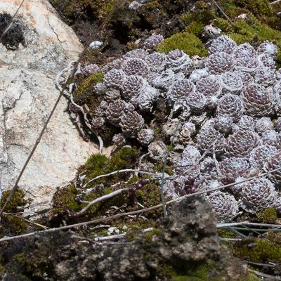 Sempervivum arachnoideum L., 9 February 2018, © Copyright Françoise Alsaker – Crassulaceae