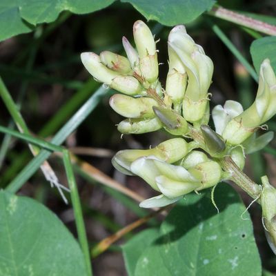 Astragalus glycyphyllos L., 8 July 2017, Françoise Alsaker – Fabaceae
