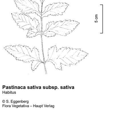 Pastinaca sativa L. subsp. sativa, © 2022, Stefan Eggenberg – Flora Vegetativa © Haupt Verlag