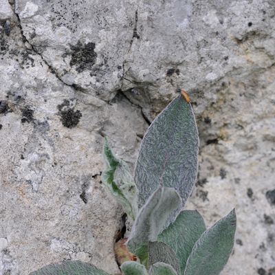 Hieracium tomentosum L., © 2022, Philippe Juillerat – Mont-d'Or