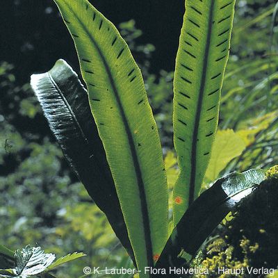 Phyllitis scolopendrium (L.) Newman, © 2022, Konrad Lauber – Flora Helvetica – Haupt Verlag