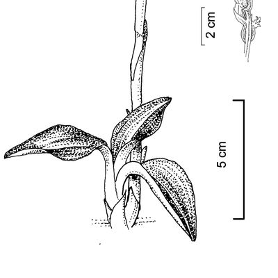 Spiranthes spiralis (L.) Chevall., 2 December 2022, © 2022, Stefan Eggenberg – Flora Vegetativa - Haupt Verlag