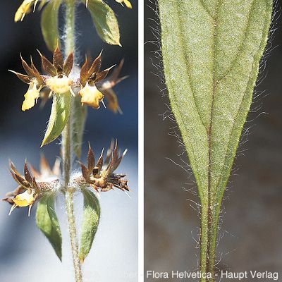 Sideritis montana L., © 2022, Konrad Lauber – Flora Helvetica – Haupt Verlag