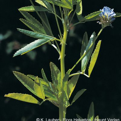 Trigonella caerulea (L.) Ser., © 2022, Konrad Lauber – Flora Helvetica – Haupt Verlag