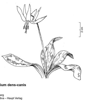 Erythronium dens-canis L., 2 December 2022, © 2022, Stefan Eggenberg – Flora Vegetativa - Haupt Verlag