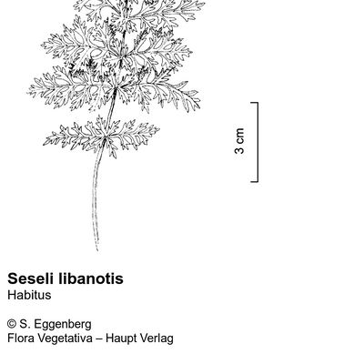 Seseli libanotis (L.) W. D. J. Koch, © 2022, Stefan Eggenberg – Flora Vegetativa © Haupt Verlag
