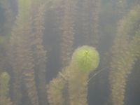 4/5 - © 2015, Aurélie Boissezon – I.4.1.3.5 - Myriophylletum verticillati, Lac du Bois d'Avaz, Le Thuet F-74