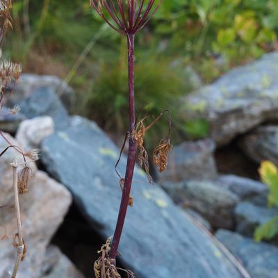 Chaerophyllum elegans Gaudin, © Copyright 2022 Michael Jutzi
 – Col du Gd-St-Bernard VS
