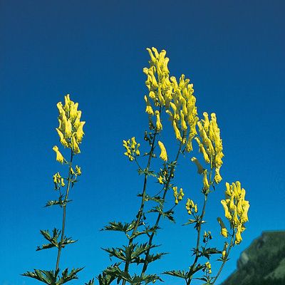 Aconitum lycoctonum subsp. neapolitanum (Ten.) Nyman, © 2022, Konrad Lauber – Flora Helvetica – Haupt Verlag