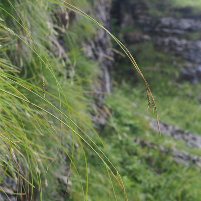 Carex austroalpina Bech., 29 July 2021, © Copyright 2021 Michael Jutzi
 – Monte Generoso TI