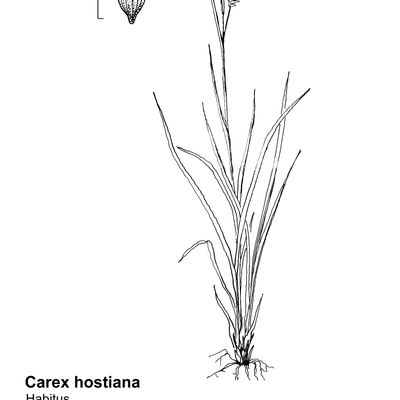 Carex hostiana DC., 7 January 2021, © 2022, Sacha Wettstein – Flora Vegetativa - Haupt Verlag