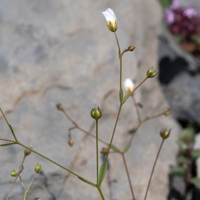 Linum catharticum L., 10 July 2018, © Copyright Françoise Alsaker – Lineaceae