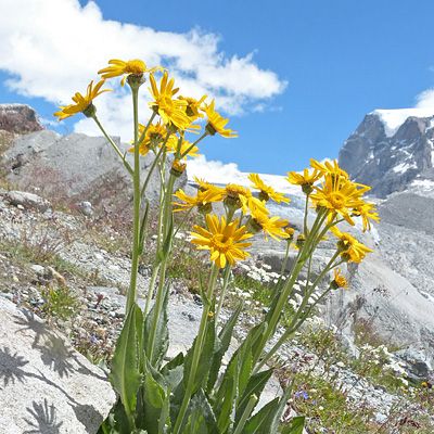 Senecio doronicum (L.) L., 29 January 2015, © 2012, Peter Bolliger – Zermatt