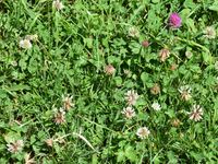 5/12 - © Copyright 2020 Patrice Prunier – IV.5.1b.2.3 - Poo pratensis-Lolietum perennis, St-Blaise F-74