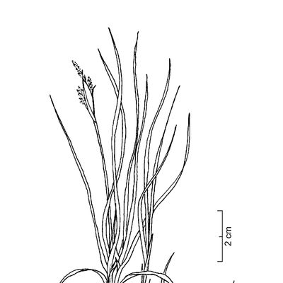 Carex liparocarpos Gaudin, 2 December 2022, © 2022, Sacha Wettstein – Flora Vegetativa - Haupt Verlag