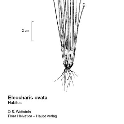 Eleocharis ovata (Roth) Roem. & Schult., 7 January 2021, © 2022, Sacha Wettstein – Flora Vegetativa - Haupt Verlag