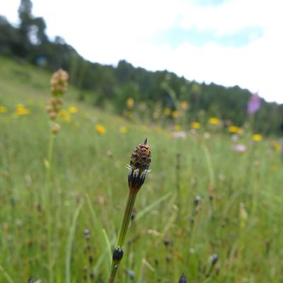 Equisetum variegatum Schleich., 15 July 2012, © 2012, Peter Bolliger – Lukmanier