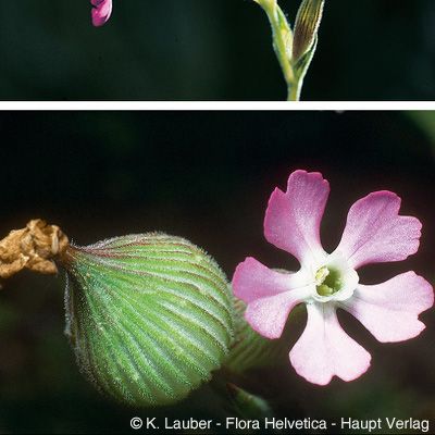 Silene conica L., © 2022, Konrad Lauber – Flora Helvetica – Haupt Verlag