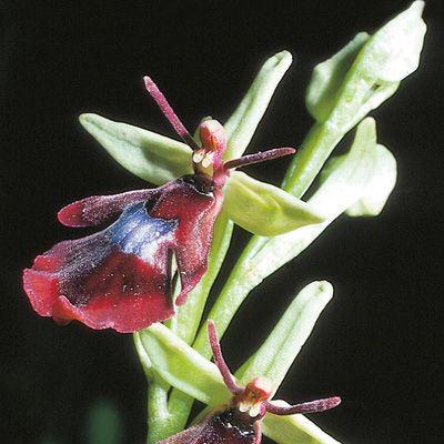 Ophrys insectifera L., © 2022, Konrad Lauber – Flora Helvetica – Haupt Verlag