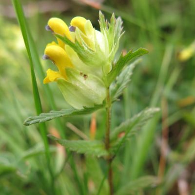 Rhinanthus antiquus (Sterneck) Schinz & Thell., © Copyright 2015 Michael Jutzi
 – Leglerhütte GL
