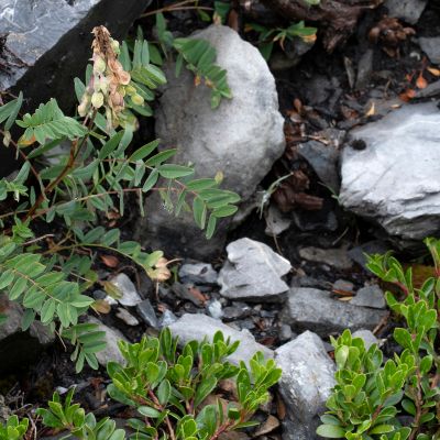 Hedysarum hedysaroides (L.) Schinz & Thell., 13 August 2019, Françoise Alsaker – Fabaceae