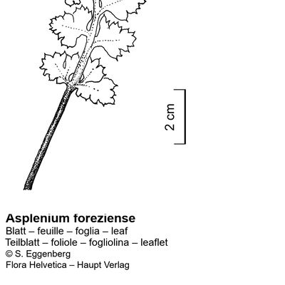Asplenium foreziense Magnier, 23 October 2022, © 2022, Stefan Eggenberg – Flora Vegetativa - Haupt Verlag