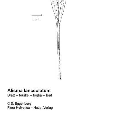 Alisma lanceolatum With., 7 January 2021, © 2022, Stefan Eggenberg – Flora Helvetica – Haupt Verlag