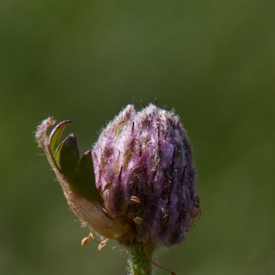 Anemone baldensis L., © 2022, Hugh Knott – Zermatt