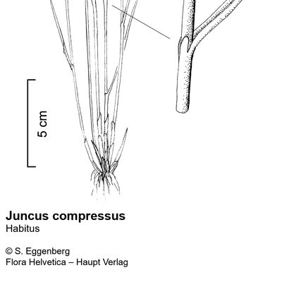 Juncus compressus Jacq., © 2022, Stefan Eggenberg – Flora Vegetativa - Haupt Verlag