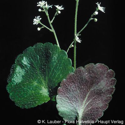 Saxifraga hirsuta L., © 2022, Konrad Lauber – Flora Helvetica – Haupt Verlag