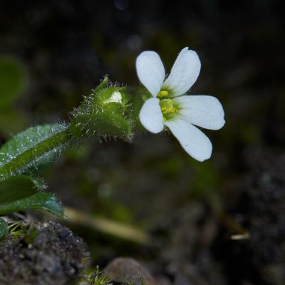 Saxifraga androsacea L., © 2022, Hugh Knott – Zermatt