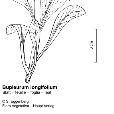 Bupleurum longifolium L., 12 January 2023, © 2022, Stefan Eggenberg – Flora Vegetativa © Haupt Verlag