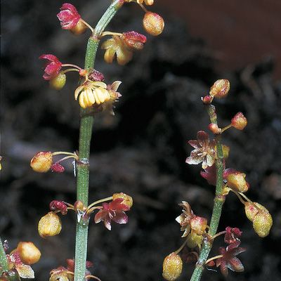 Rumex acetosella subsp. pyrenaicus (Lapeyr.) Akeroyd, © 2022, Konrad Lauber – Flora Helvetica – Haupt Verlag