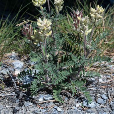 Oxytropis pilosa (L.) DC., 7 June 2017, Françoise Alsaker – Fabaceae
