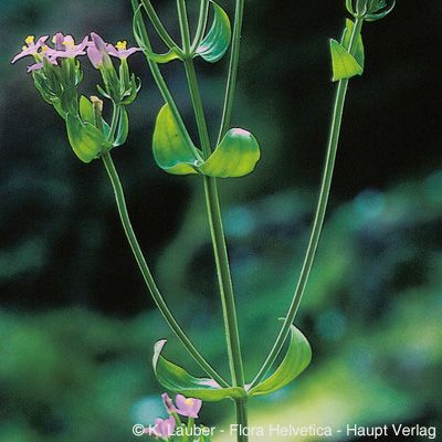 Centaurium erythraea Rafn, © 2022, Konrad Lauber – Flora Helvetica – Haupt Verlag