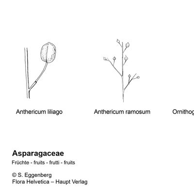Anthericum ramosum L., 7 January 2021, © 2022, Stefan Eggenberg – Flora Helvetica – Haupt Verlag, comparison figure