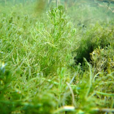 Chara vulgaris L., © 2022, A. Boissezon – Tapis de Chara vulgaris, encore fructifiée, observé en septembre 2011 à faible profondeur dans une ancienne gravière (lac du Bois d’Avaz, Bonneville, F - 74).