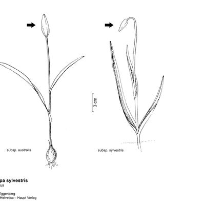 Tulipa sylvestris subsp. australis (Link) Pamp., © 2022, Stefan Eggenberg – Flora Vegetativa - Haupt Verlag