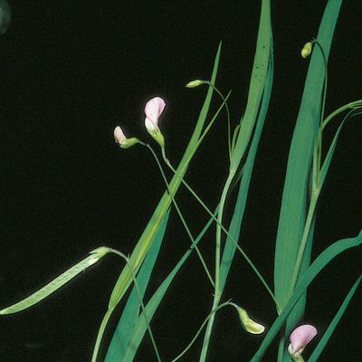 Lathyrus nissolia L., © 2022, Konrad Lauber – Flora Helvetica – Haupt Verlag